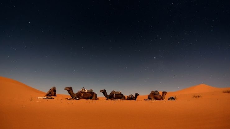 Erg Chebbi Sunrise Camel Trek